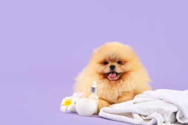 Leylak arka planında uzanan kaplıca aksesuarları olan şirin Pomeranya köpeği.