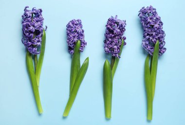 Mavi arka planda güzel mor sümbül çiçekleri. Üst görünüm