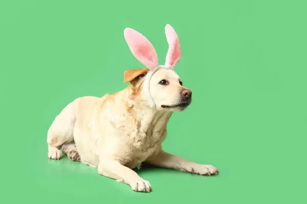 有趣的拉布拉多犬 复活节兔子耳朵绿色背景 — 图库照片
