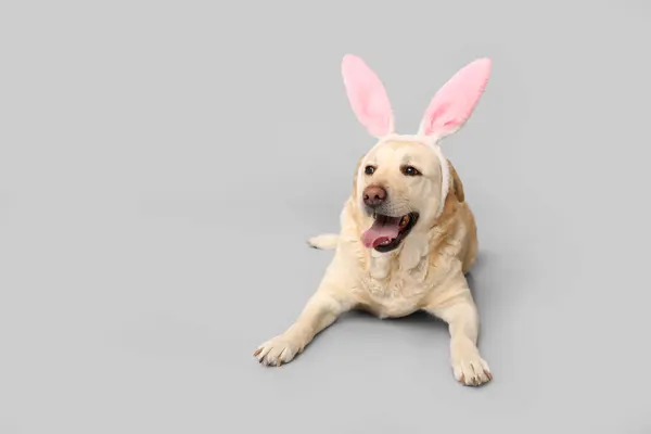 有趣的拉布拉多犬 复活节兔子耳朵灰色背景 — 图库照片