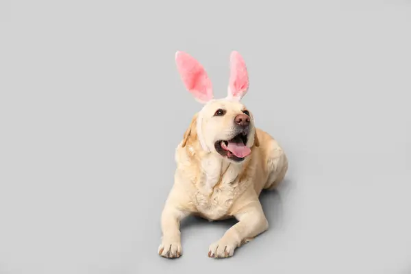 有趣的拉布拉多犬 复活节兔子耳朵灰色背景 — 图库照片