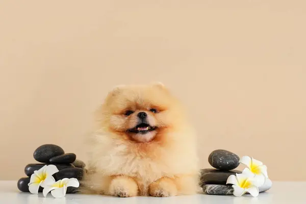 Cute Pomeranian dog with spa stones and plumeria flowers on table against beige background