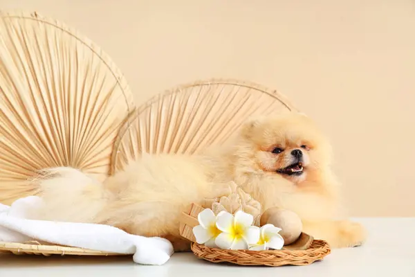 Cute Pomeranian dog with spa accessories and fans on table against beige background