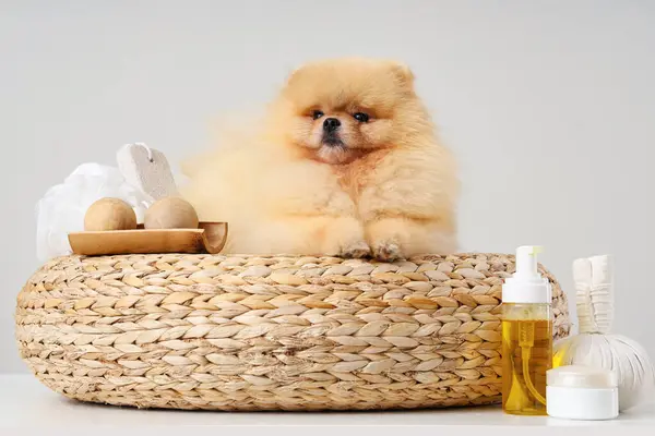 Cute Pomeranian dog with spa accessories on pouf against light background