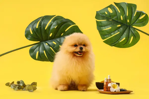 Cute Pomeranian dog with spa accessories and palm leaves on yellow background