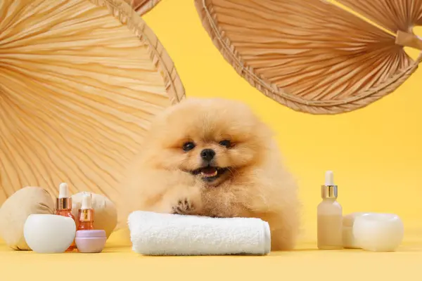Cute Pomeranian dog with spa accessories and fans on yellow background
