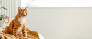 Yatak odasındaki battaniyenin üzerinde oturan sevimli kırmızı kedi.