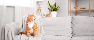 Oturma odasındaki gri koltukta tatlı kırmızı kedi.