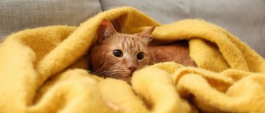 Sonbahar günü evde ekose giymiş sevimli kızıl kedi.