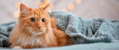 Evde sıcak ekosenin altında yatan sevimli kedi.