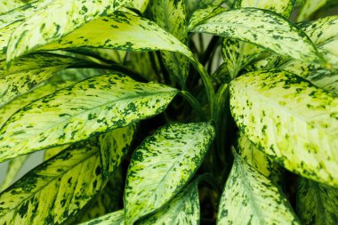 Arka plan olarak Calathea varyete bitkisi