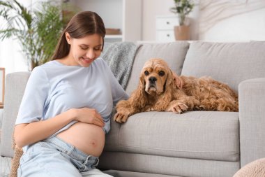 Evdeki kanepede cocker spaniel ile güzel hamile bir kadın.