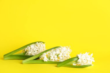 Sarı arka planda güzel beyaz sümbül çiçekleri