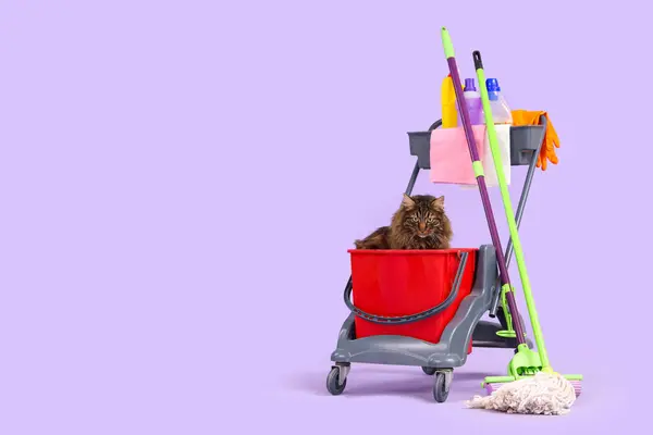 Cute cat in trolley with cleaning supplies on lilac background