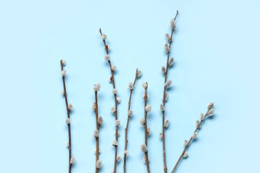 Pussy willow branches on blue background. Easter celebration