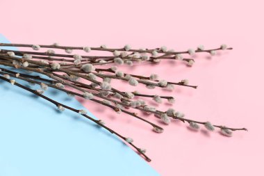 Pussy willow branches on colorful background. Easter celebration