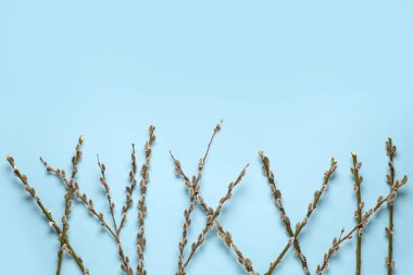 Pussy willow branches on blue background. Easter celebration