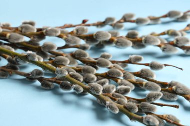 Pussy willow branches on blue background. Easter celebration