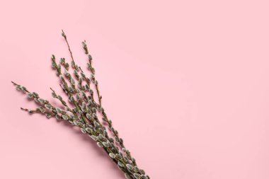 Pussy willow branches on pink background. Easter celebration