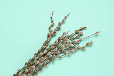 Pussy willow branches on turquoise background. Easter celebration