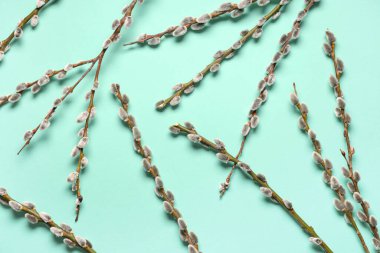 Pussy willow branches on turquoise background. Easter celebration
