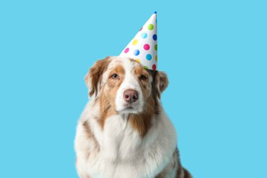 Parti şapkalı şirin Avustralyalı çoban köpeği mavi arka planda doğum gününü kutluyor.