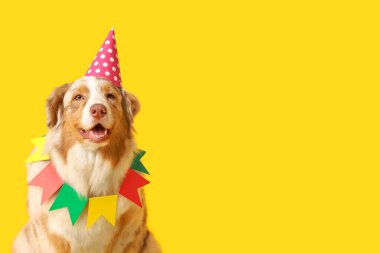 Parti şapkalı ve çelenkli şirin Avustralyalı çoban köpeği sarı arka planda doğum gününü kutluyor.