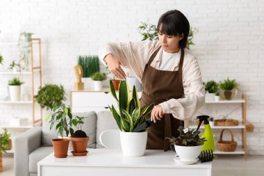 Güzel bayan bahçıvan evdeki bitkilerle toprağı tencereye koyuyor.
