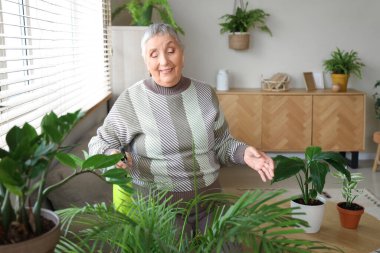 Kıdemli bahçıvan evde palmiye ağacı suluyor.