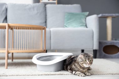 Evinin zemininde çöp kutusu olan sevimli kedi.