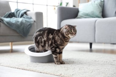 Evdeki çöp kutusunda sevimli bir kedi var.