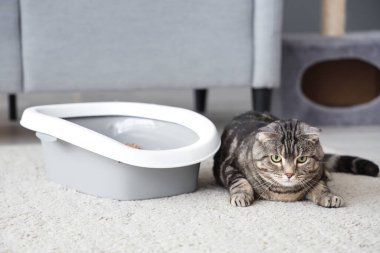 Evinin zemininde çöp kutusu olan sevimli kedi.