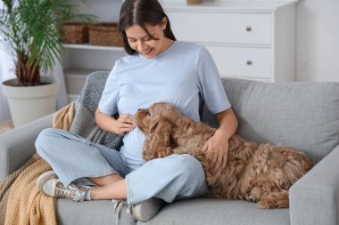 Evdeki kanepede Cocker Spaniel 'le oturan güzel hamile kadın.