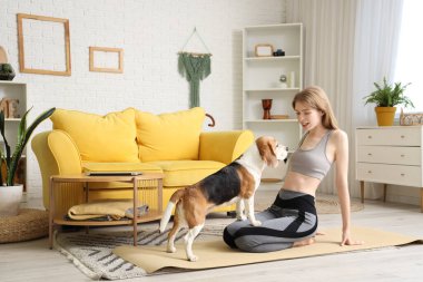 Sevimli Beagle köpeği olan genç bir kadın evde yoga yapıyor.