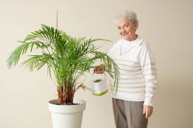 Kıdemli bahçıvan arka planda palmiyeyi suluyor.