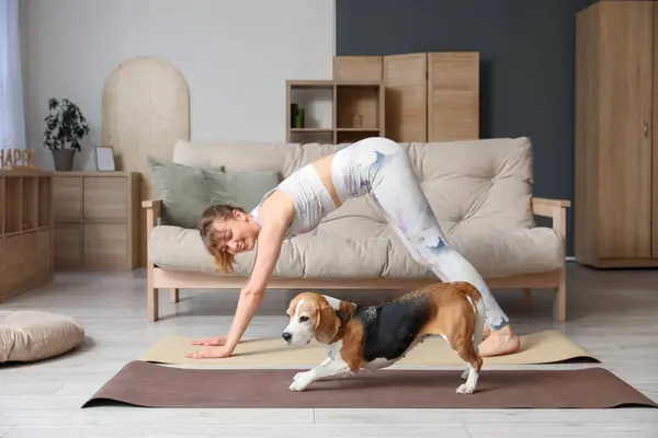 Young Woman Exercising Cute Beagle Dog Home — Stock Photo, Image
