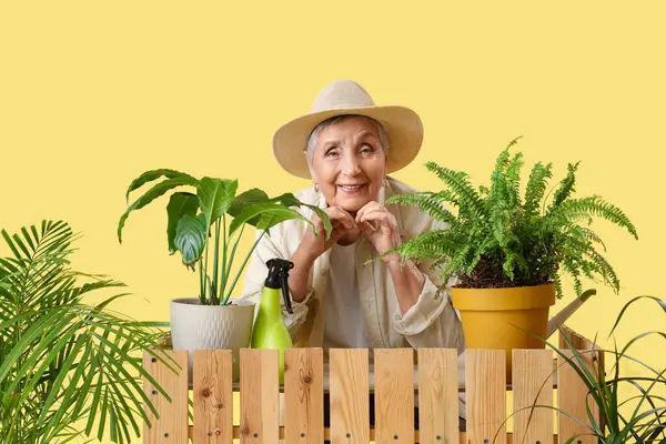 Jardineiro Sênior Com Plantas Balcão Fundo Amarelo — Fotografia de Stock