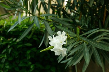 Parkta güzel çiçekli yeşil çalı, yakın plan.