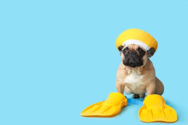 Mavi arka planda şapkası ve paletleri olan sevimli Fransız bulldog 'u.