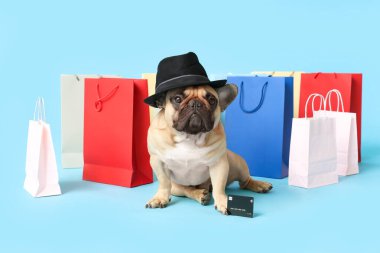 Şapkası ve kredi kartı olan sevimli Fransız bulldog 'u mavi arka planda alışveriş torbalarının yanında oturuyor.