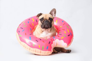 Beyaz arka planda şişirilebilir yüzüğü olan sevimli Fransız bulldog.
