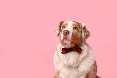 Pembe arka planda papyonlu Avustralyalı çoban köpeği