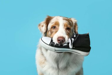 Sevimli Avustralya çoban köpeği mavi arka planda spor ayakkabısı tutuyor.