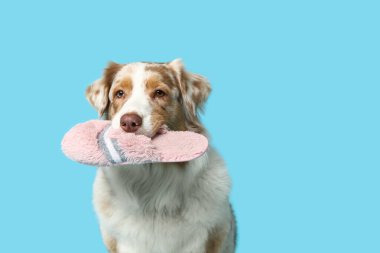 Komik Avustralyalı çoban köpeği mavi arka planda terlik tutuyor
