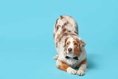 Mavi arka planda papyonlu şirin Avustralyalı çoban köpeği