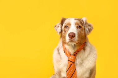 Sarı arka planda kravatı olan sevimli bir Avustralya çoban köpeği.
