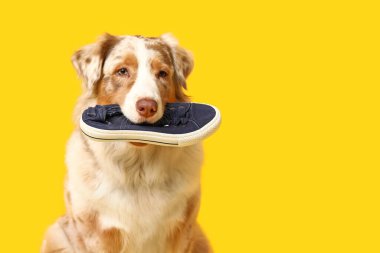Sarı arka planda spor ayakkabı tutan komik bir Avustralya çoban köpeği.