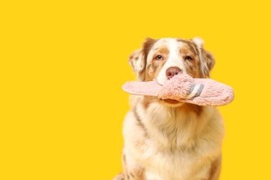 Sarı arka planda terlik tutan komik Avustralyalı çoban köpeği