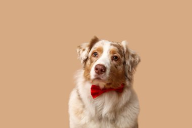 Bej arka planda papyonlu sevimli bir Avustralya çoban köpeği.