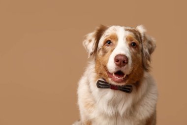 Bej arka planda papyonlu şirin Avustralya çoban köpeği.